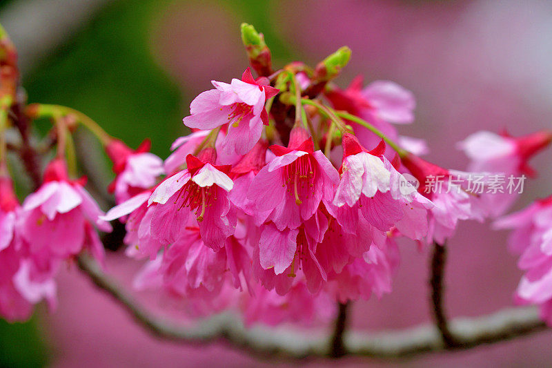 钟状樱/钟状樱:盛开的美丽花朵